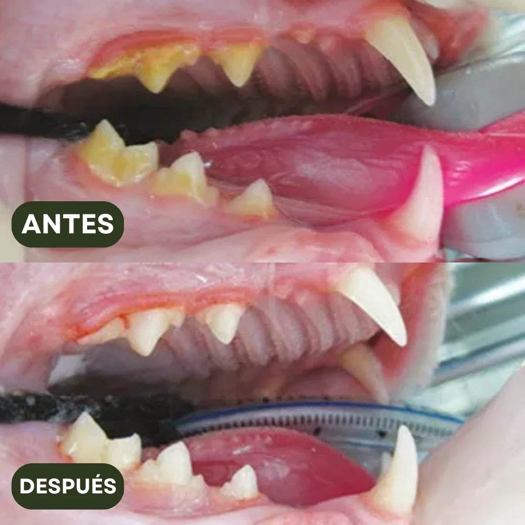 PurrBite™ Pack de Sticks Dentales para tu Gato