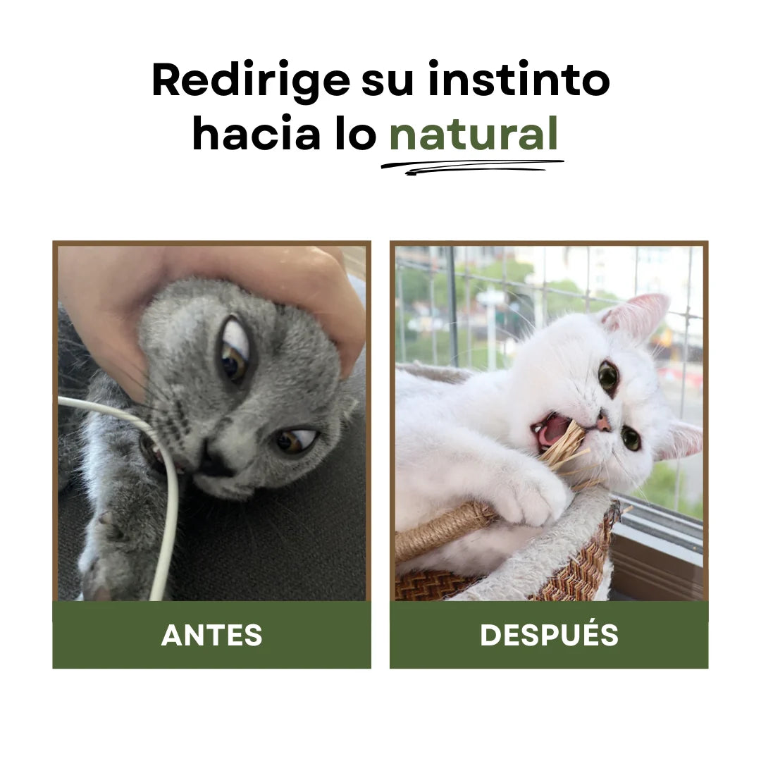 PurrBite™ Pack de Sticks Dentales para tu Gato